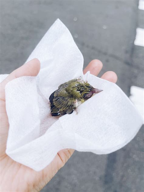 撿到鳥運勢|夢到鳥和大雨、左眼皮跳動 有「5徵兆」準備發財了｜東森新